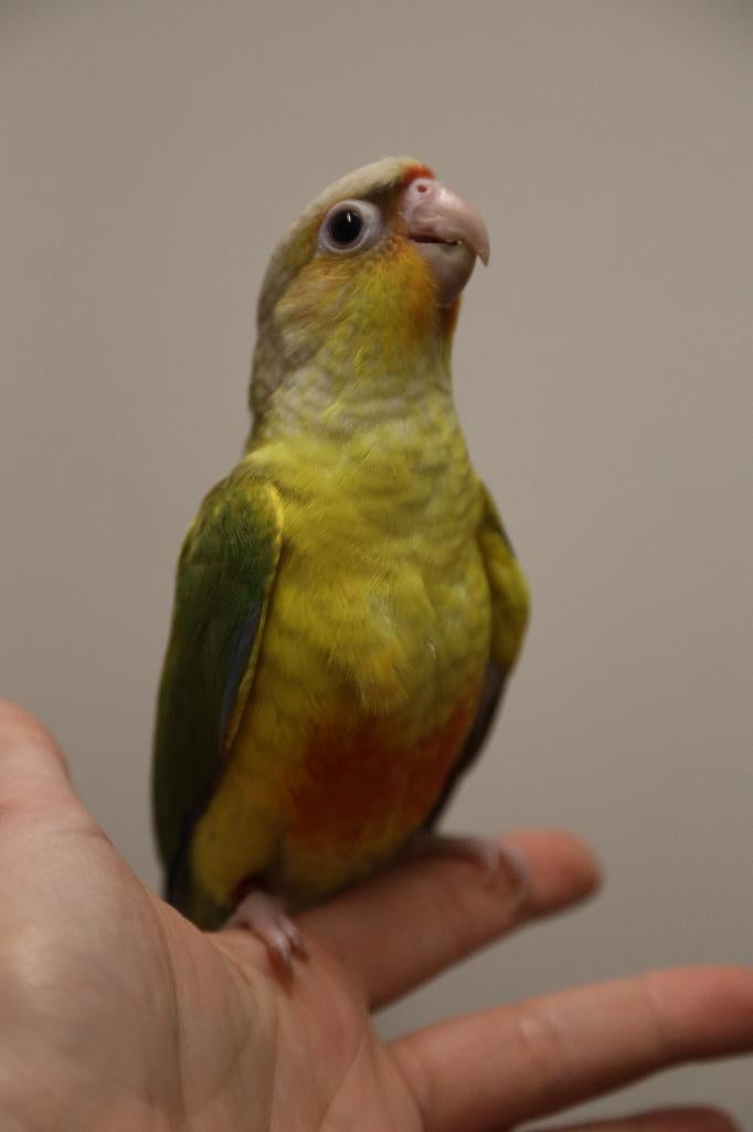 Jonge Baby Pyrrhura´s | Handtam | Nieuwsgierig | Div. Kleure, Dieren en Toebehoren, Meerdere dieren, Parkiet, Pratend
