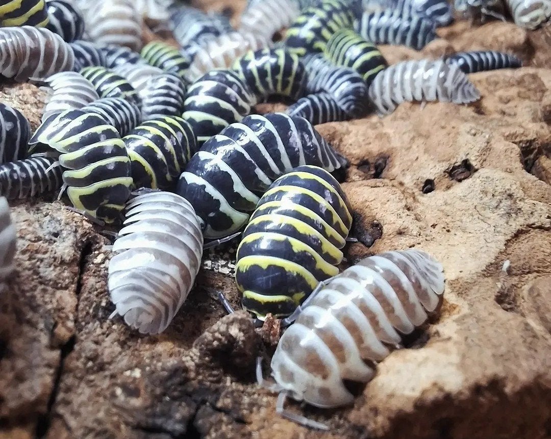 Armadillium Maculatum Zebra MIX, 30 voor 20 euro