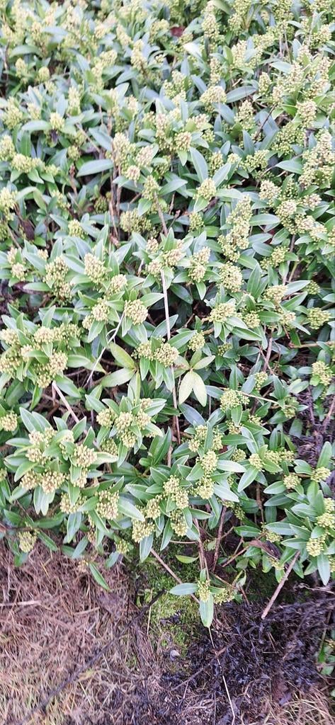 Skimmia te koop 80 cm hoog, Tuin en Terras, Planten | Tuinplanten, Ophalen