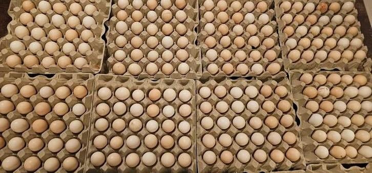 Broedeieren van de cochin kriel van de mooiste kippen! 🐣🐥, Dieren en Toebehoren, Pluimvee, Kip, Geslacht onbekend