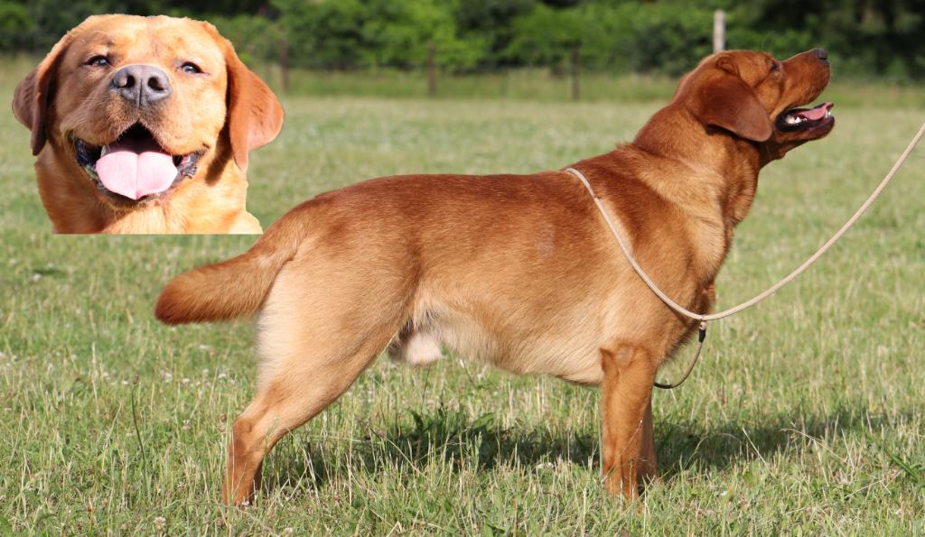 Banjer: Showlijn Foxred Labrador dekreu met stamboom, Parvo, Reu, Meerdere, 3 tot 5 jaar