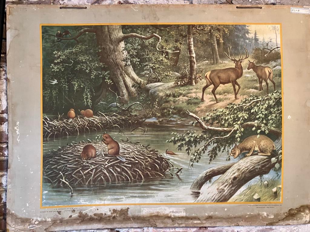 Vintage Schoolplaat - N.Amerikaanse Woudbewoners, Antiek en Kunst, Ophalen, Natuur en Biologie