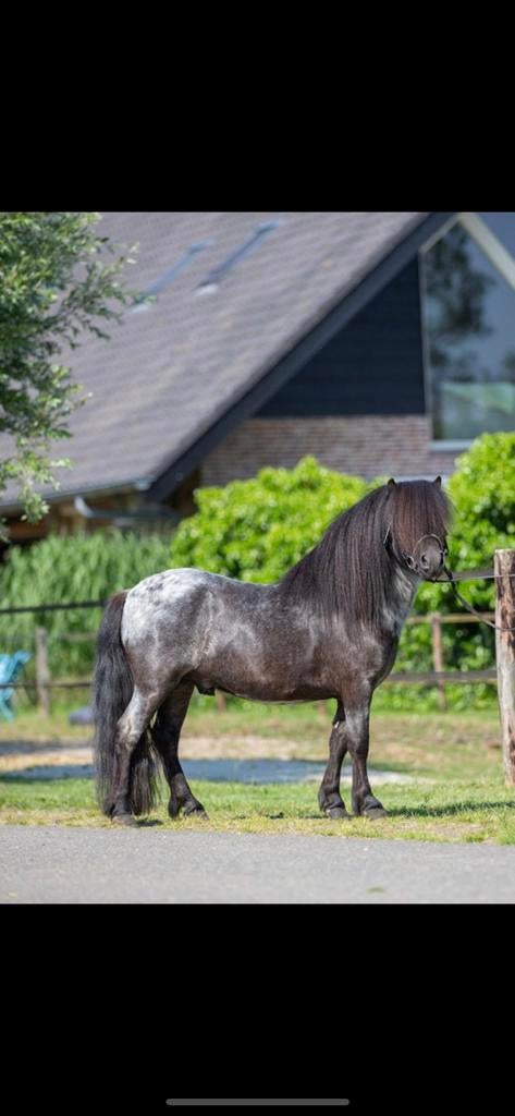 Goedgekeurde dek hengst ter deking, Hengst