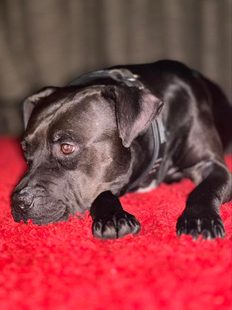 American pitbull terriër met ADBA Stamboom (Dekreu), 6 jaar of ouder, Particulier, Reu, Buitenland