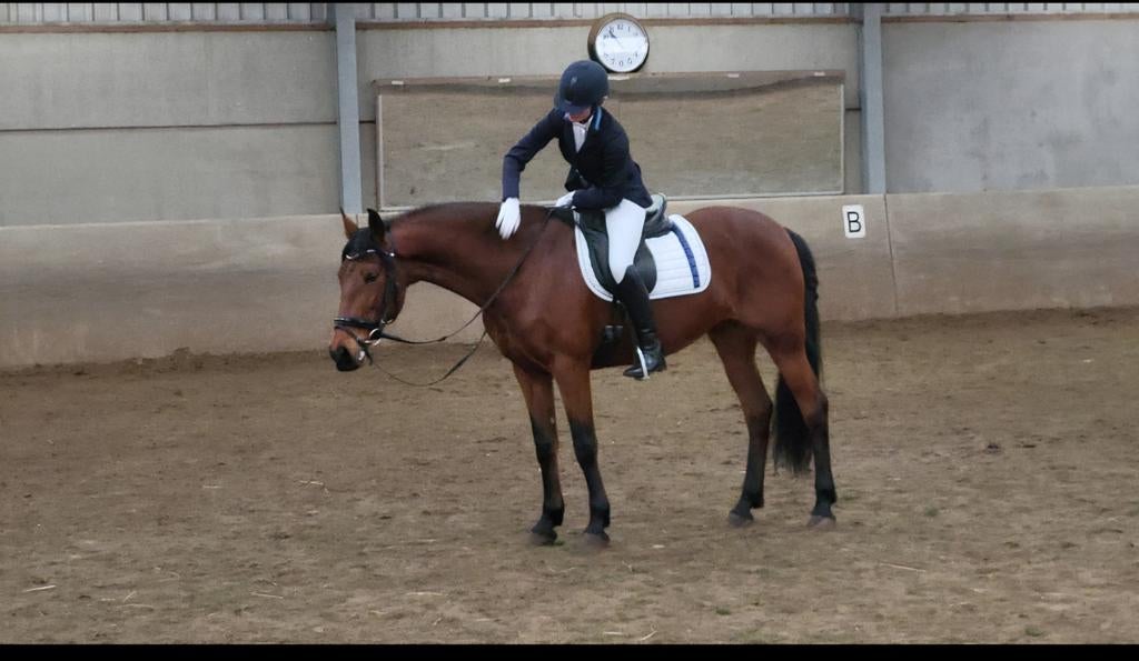 Gereserveerd mooie pre merrie van 13 jaar, Dieren en Toebehoren, Merrie, Recreatiepaard, 11 jaar of ouder