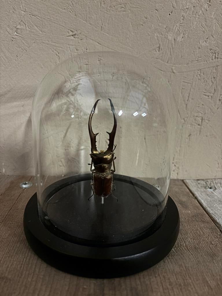 Mooi stolpje met een Gouden vliegend hert!, Ophalen of Verzenden, Nieuw, Insect, Opgezet dier