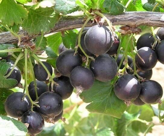 Josta bessenstruik - jostabessen stekken uit volle grond, Vaste plant, Ophalen of Verzenden, Halfschaduw, Fruitplanten