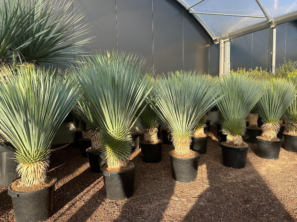 Yucca rostrata 30/40 cm stamhoogte te koop!!!, Tuin en Terras, Planten | Tuinplanten, Vaste plant, Overige soorten, Volle zon