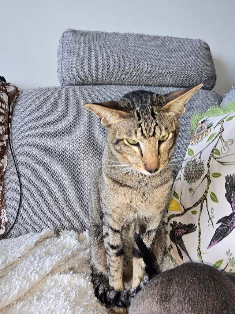 Dekkater Oosterse Korthaar NIET TE KOOP