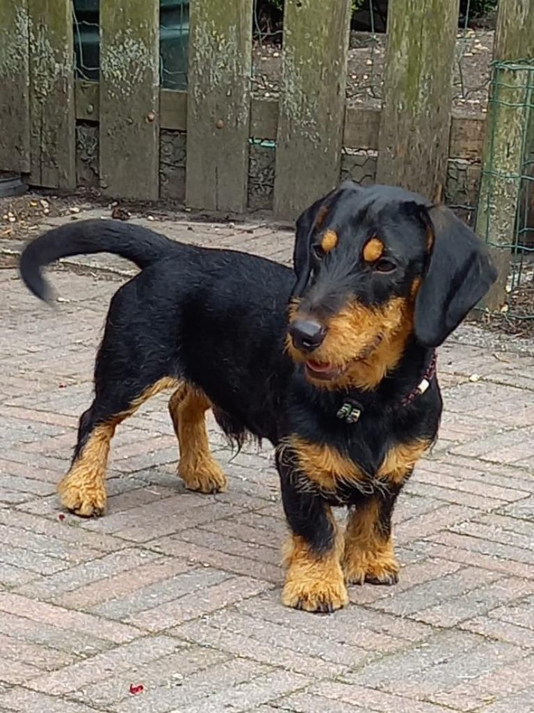 Staat ter dekking ruwharige teckel, Dieren en Toebehoren, Reu, 1 tot 2 jaar, Eén hond, Nederland