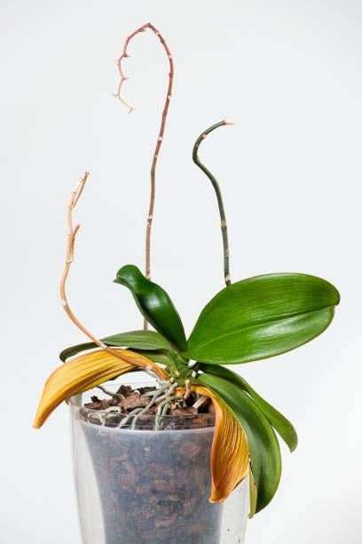 Rescue Orchideeën gezocht, Huis en Inrichting, Ophalen