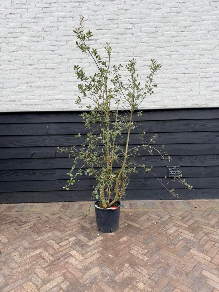 Mooie meerstammige kurkeik quercus suber, Volle zon, 100 tot 250 cm, Zomer, Overige soorten