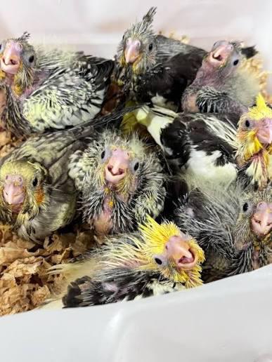 Gezocht baby valkparkieten, Dieren en Toebehoren, Vogels | Parkieten en Papegaaien, Meerdere dieren, Parkiet