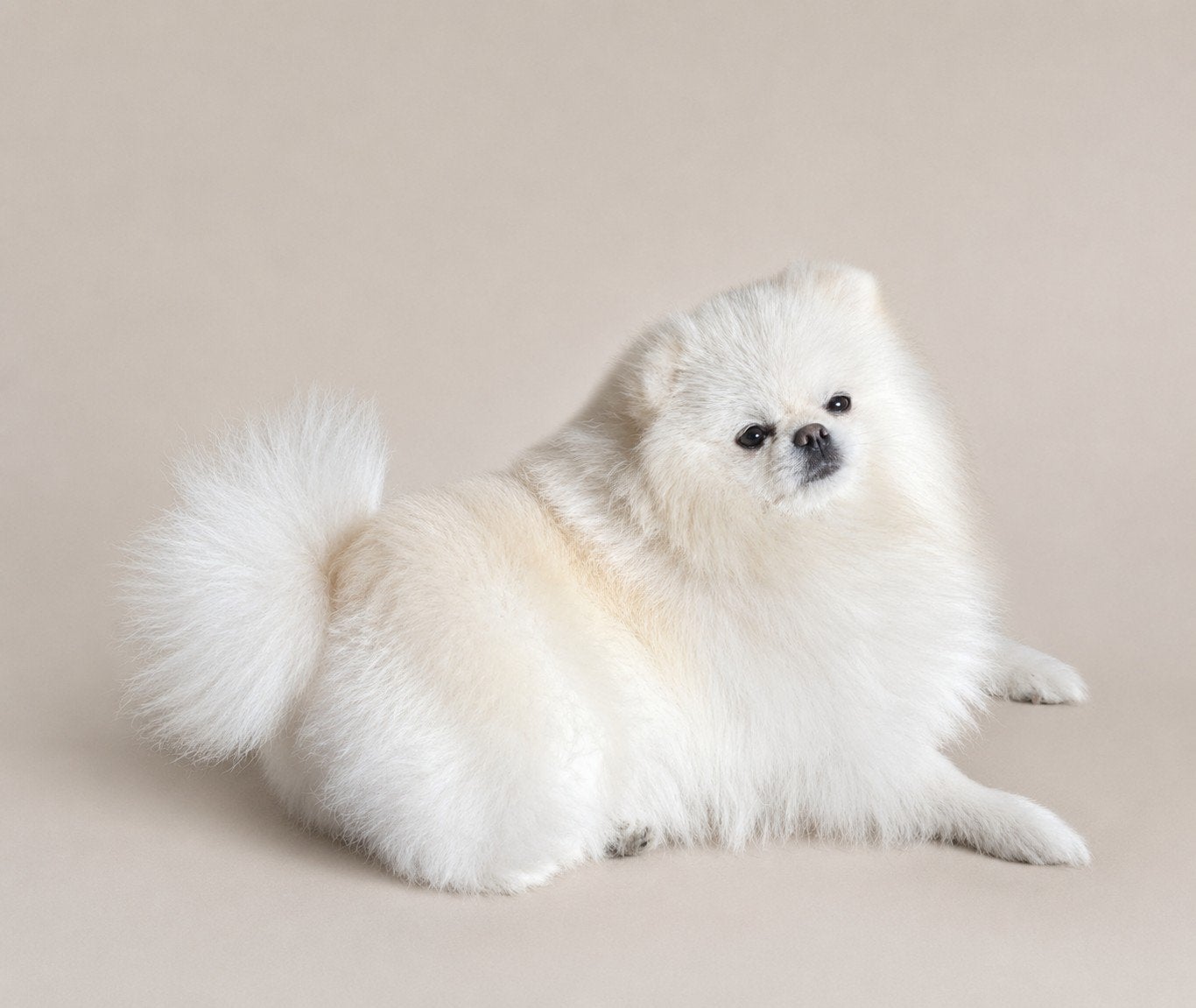 Pomeranian teefje met stamboom, Keeshond, 1 tot 2 jaar, Teef, Parvo