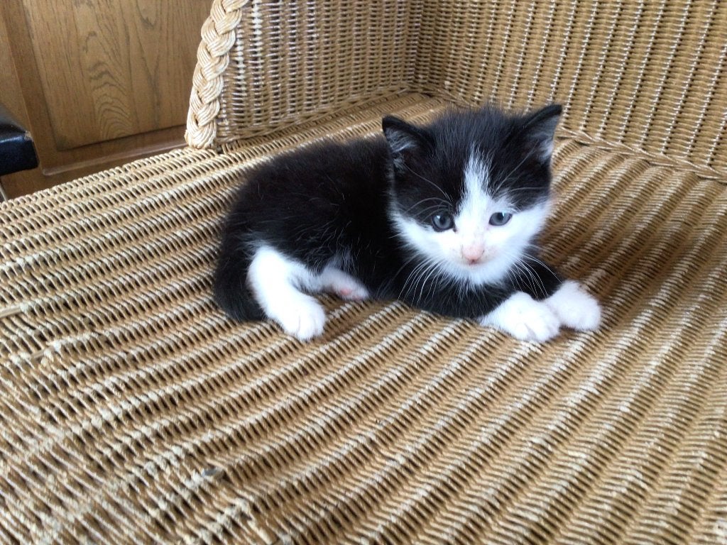 kittens, Dieren en Toebehoren, Meerdere dieren, Ontwormd, 0 tot 2 jaar