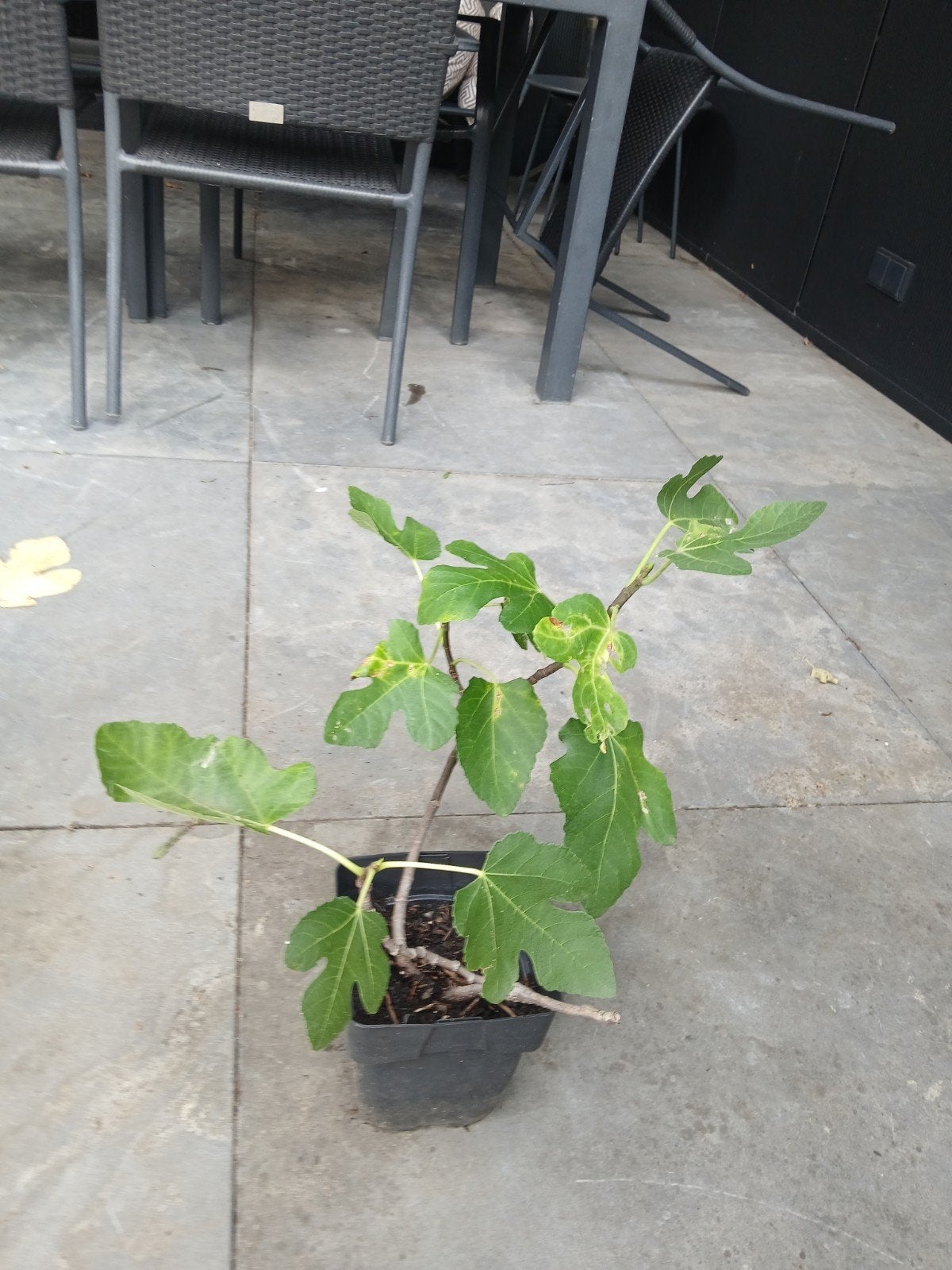 Vijgenplant Vijgenstek Brown Turkey, Ophalen, Volle zon, Vaste plant, Zomer