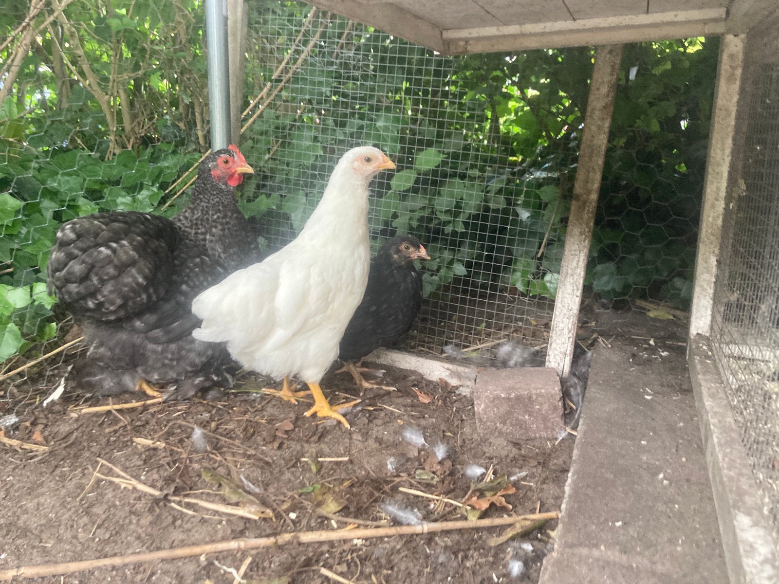 Witte Barnevelder te koop, Dieren en Toebehoren, Pluimvee, Vrouwelijk, Kip