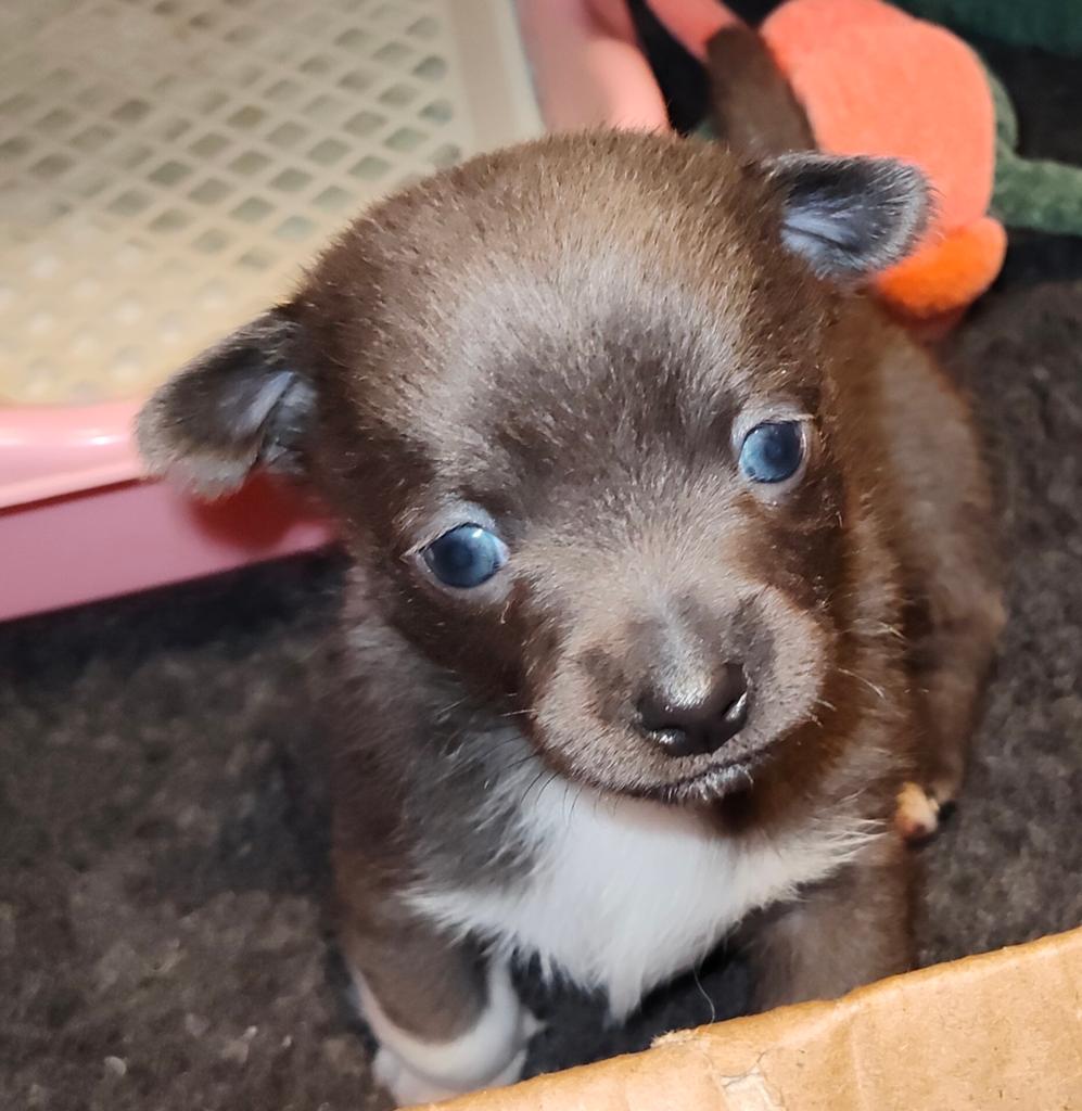 Mooie lieve sociale Pomchi pups, Dieren en Toebehoren, Overige rassen, 8 tot 15 weken, Parvo, Meerdere