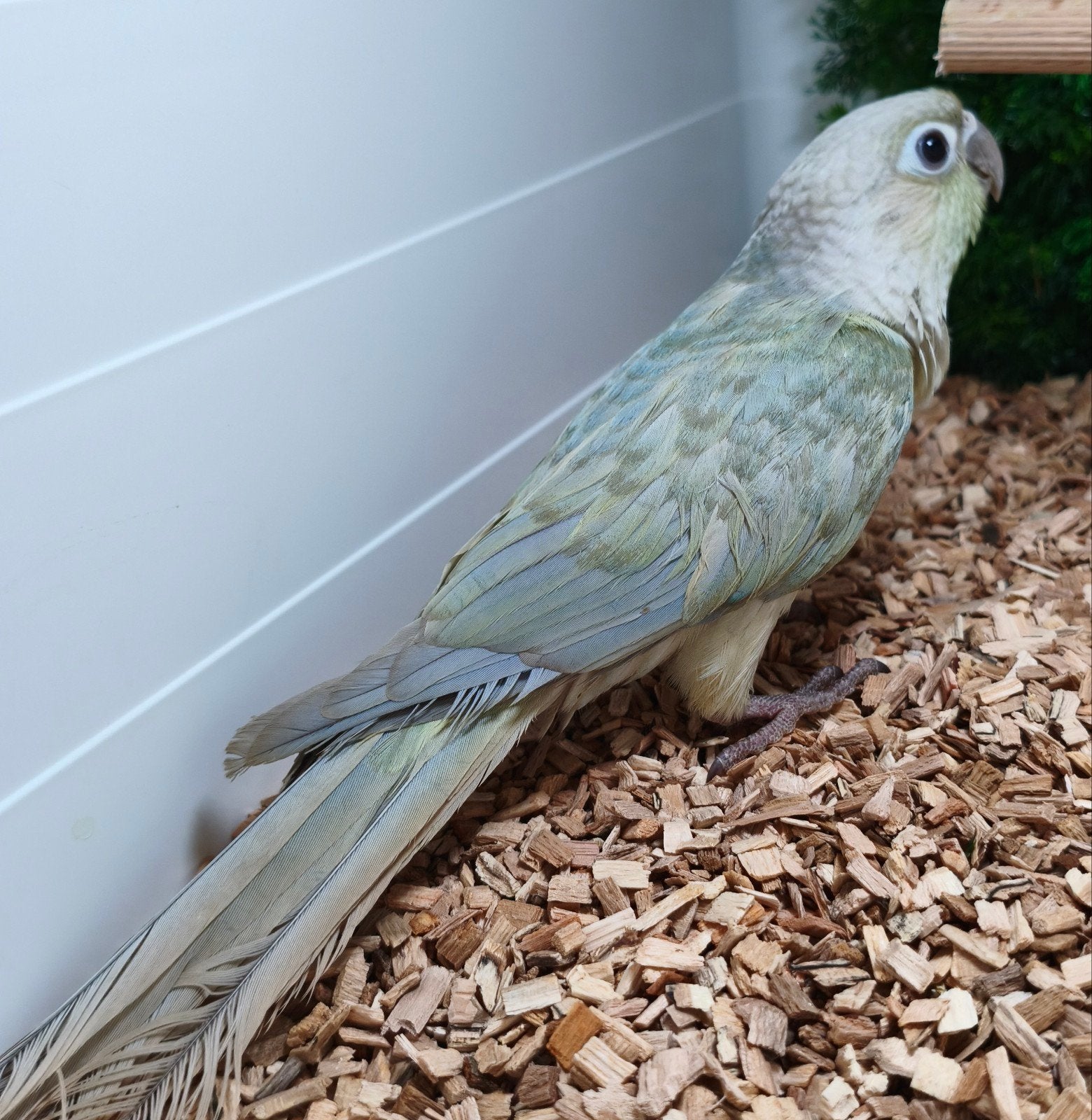 pyrrhura mint violet pop, Dieren en Toebehoren, Vogels | Parkieten en Papegaaien, Vrouwelijk, Parkiet, Geringd