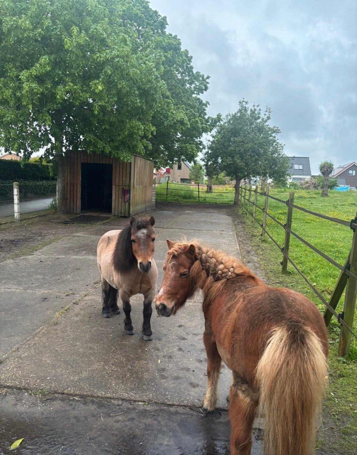 Gezellige shetlander stalling aangeboden in Nootdorp
