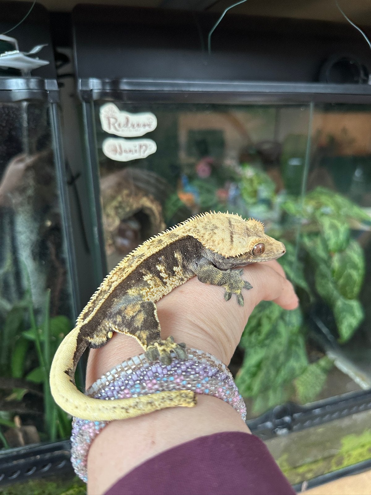 Wimpergekko man, Dieren en Toebehoren, Hagedis, 0 tot 2 jaar