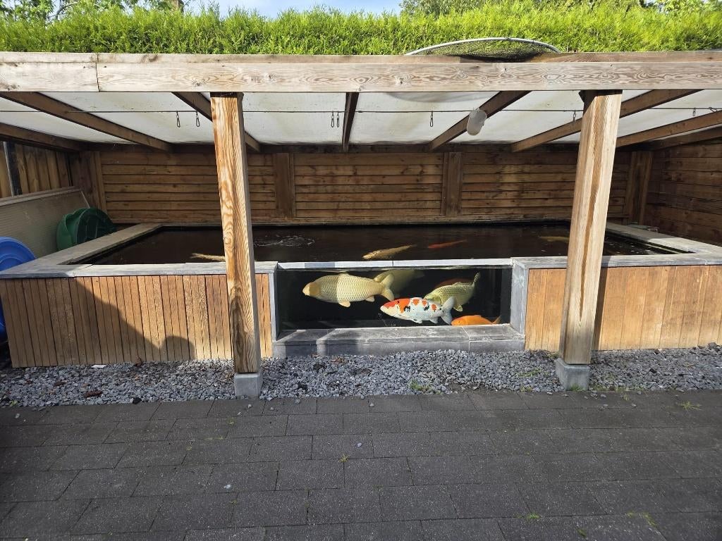 zeer complete koi vijver, Tuin en Terras, Vijvers, Ophalen
