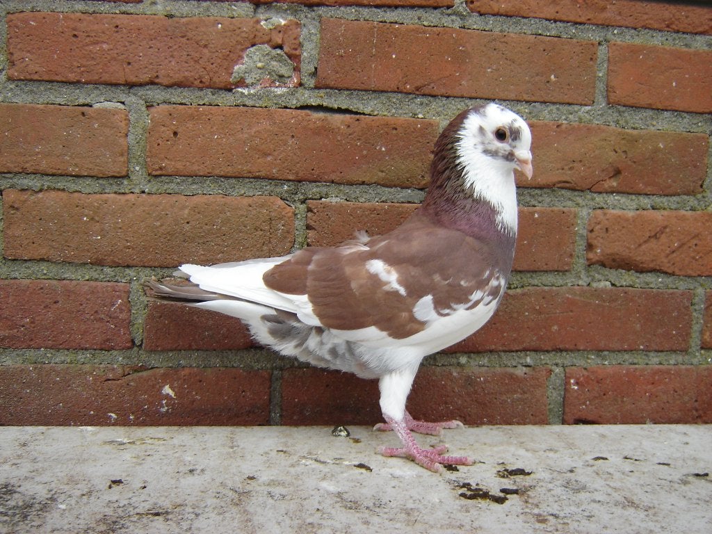 Bonte..Sierduif '', Dieren en Toebehoren, Mannelijk, Overige soorten