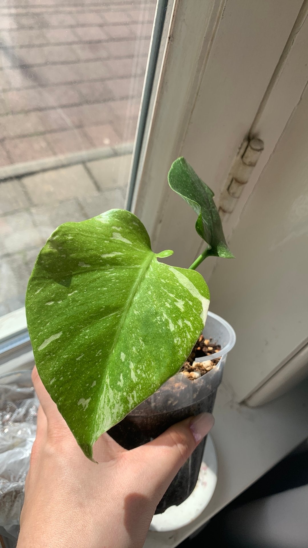Monstera thai constellation, Huis en Inrichting, Kamerplanten, Ophalen, Halfschaduw, Minder dan 100 cm