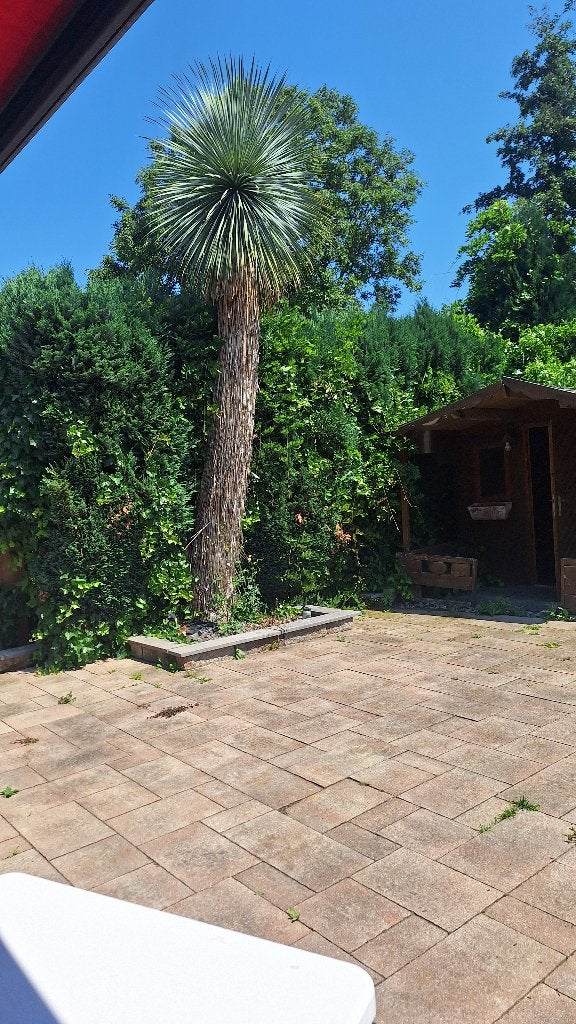 yucca rostrata, Tuin en Terras, Planten | Bomen, Overige soorten, Zomer, 400 cm of meer, Ophalen