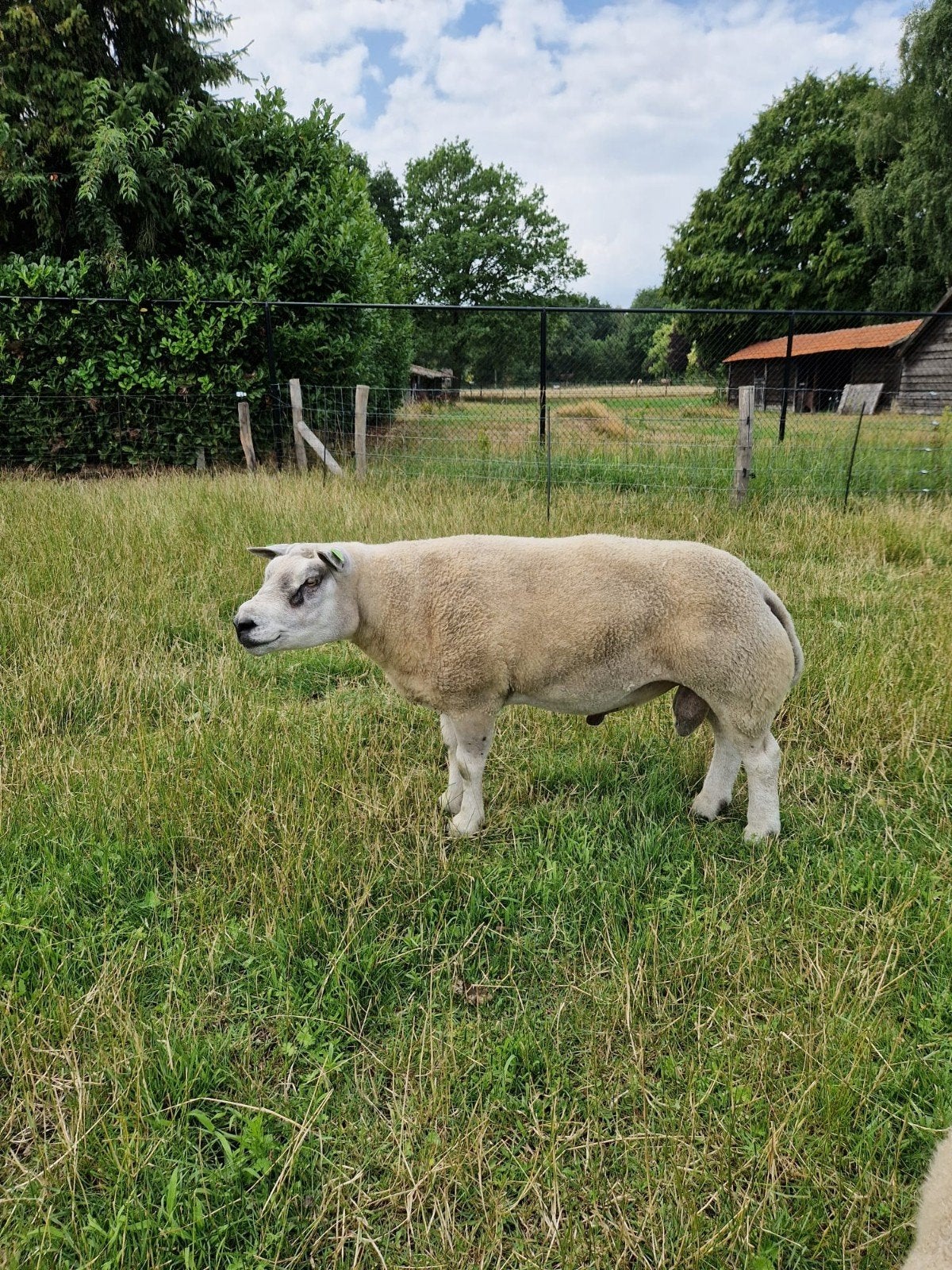 Te koop / te huur: 4 jarige volbloed stamboek texelaar ram, Dieren en Toebehoren