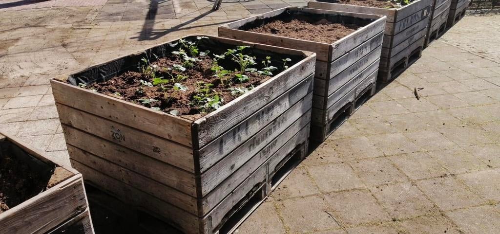 Houten Fruitboxen verweerd, planten , houtopslag, voerbak,, Ophalen, Gebruikt