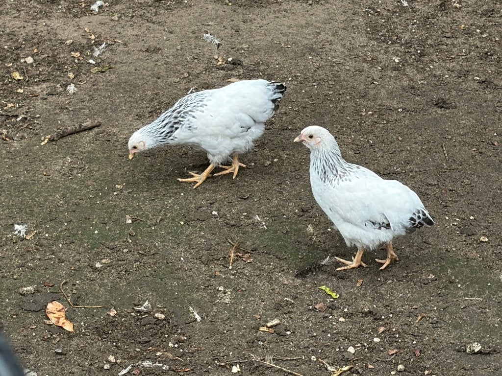 Te koop 2x Wyandotte kriel kippen, Vrouwelijk, Kip