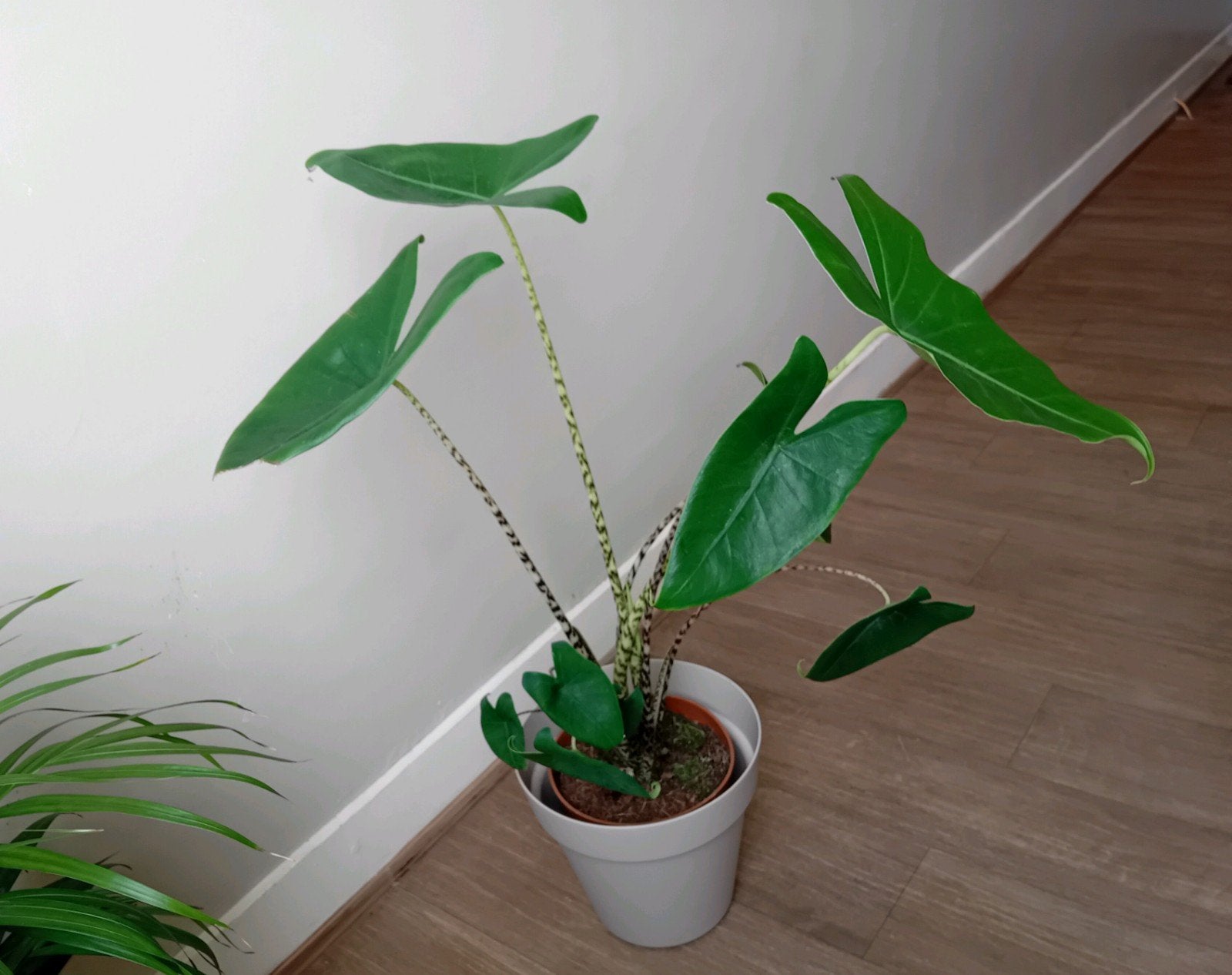 Kamerplant 80cm alocasia zebrina       eventueel met pot €15, Huis en Inrichting, Kamerplanten, Ophalen, Overige soorten, Halfschaduw