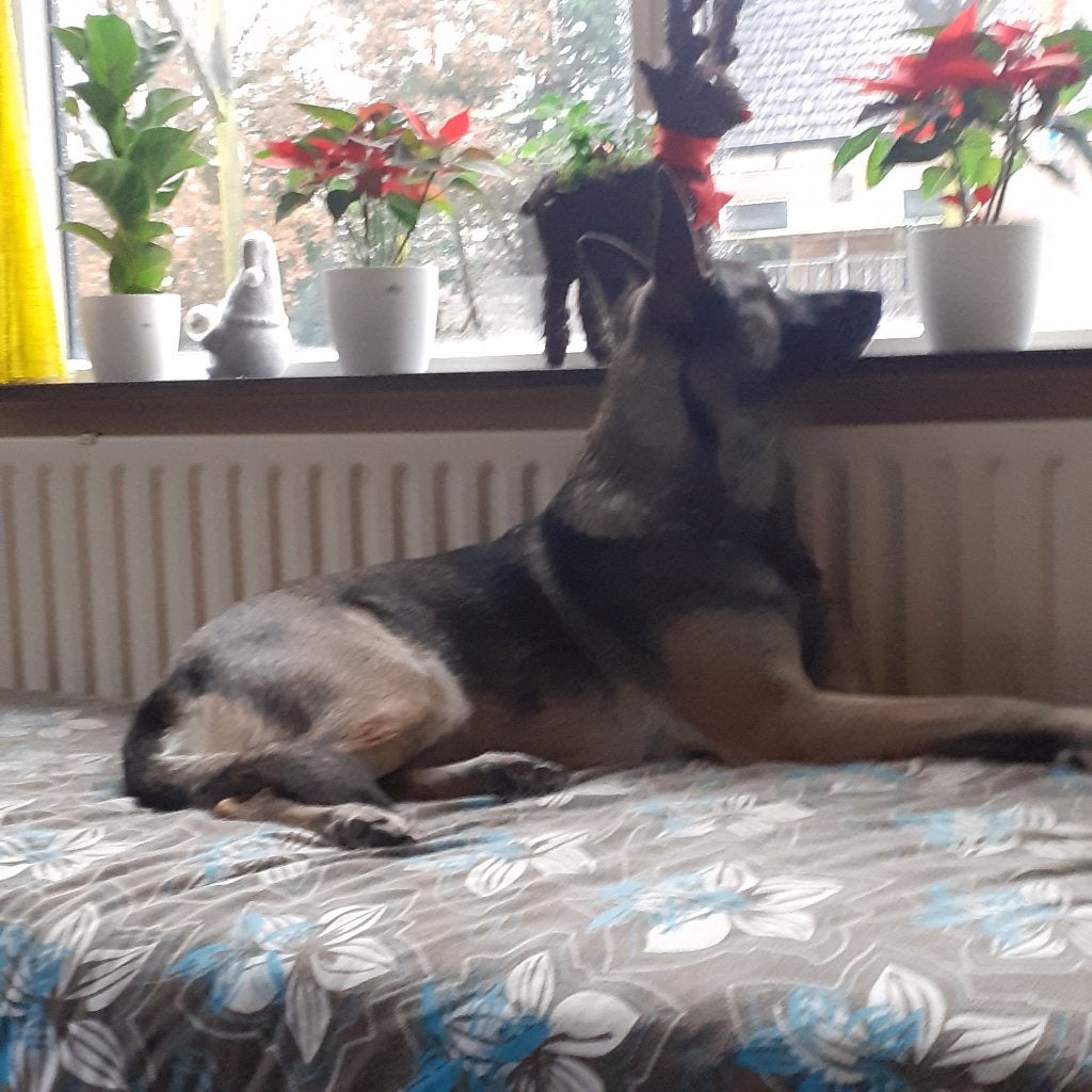 gouden mandje, Teef, Eén hond, 3 tot 5 jaar, Nederland