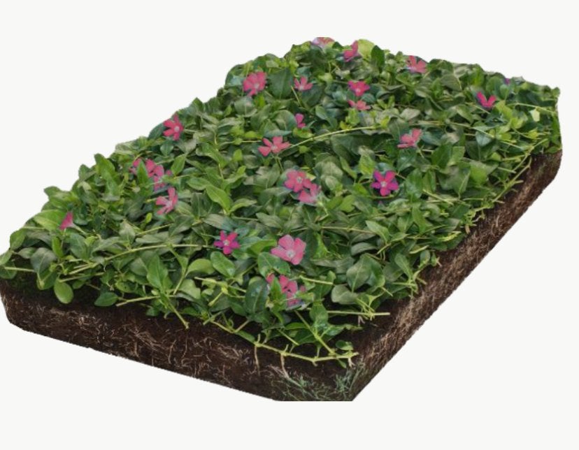 Groen dak of als bodem bedekking mooie vinca  s matten groen