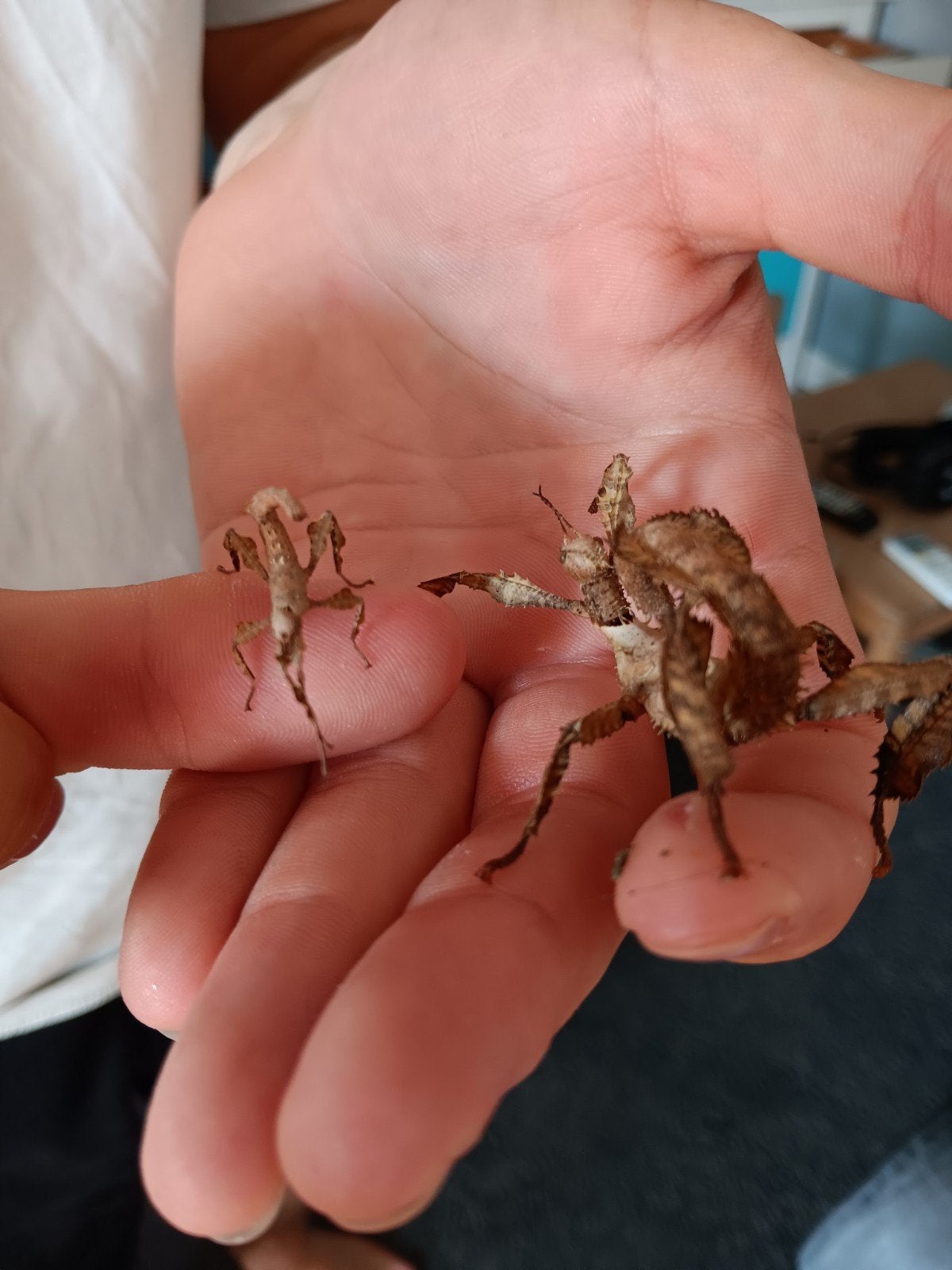 Australische flappentakken GRATIS (zonder terrarium), Dieren en Toebehoren, Wandelende tak