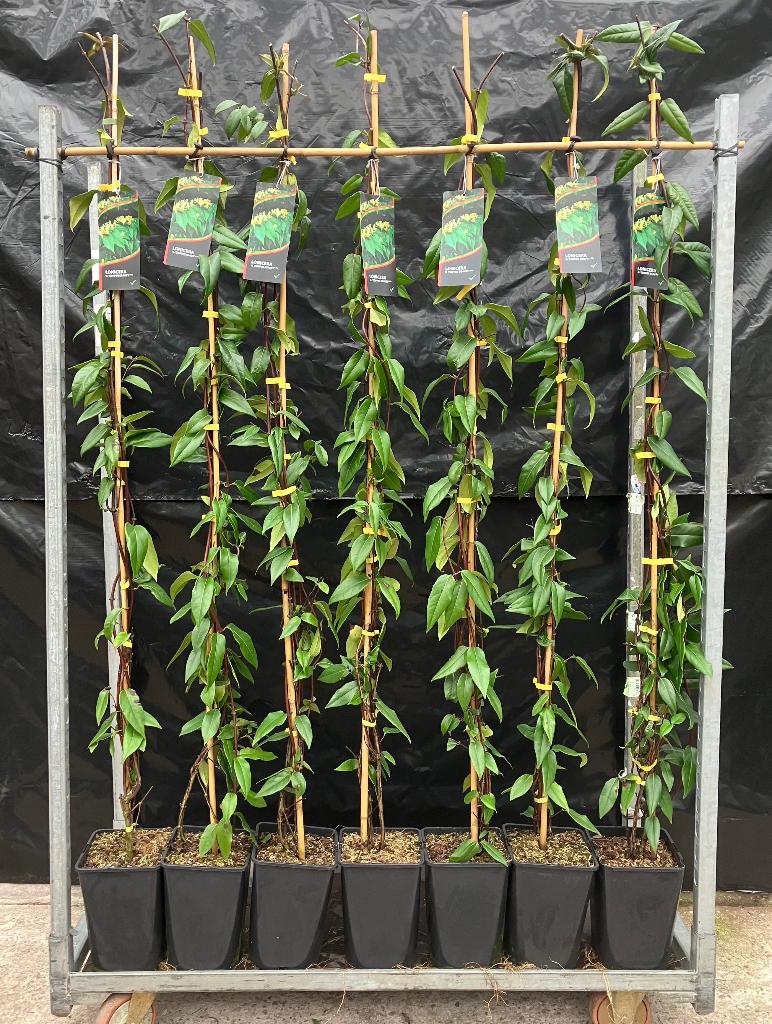 KLIMPLANT GROENBLIJVEND, Lonicera Copper Beauty PBR, Tuin en Terras, Ophalen, Vaste plant, Halfschaduw, Klimplanten