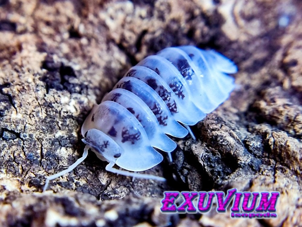 Nesodillo arcangelii Shiro Utsuri isopods / pissebedden, Dieren en Toebehoren, Overige soorten