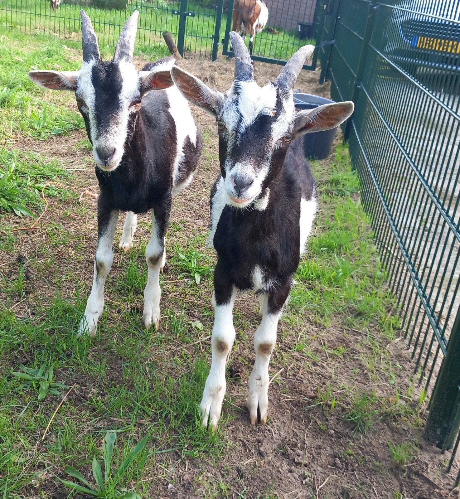 prachtige Bonte bokken, Dieren en Toebehoren, Mannelijk, Schaap