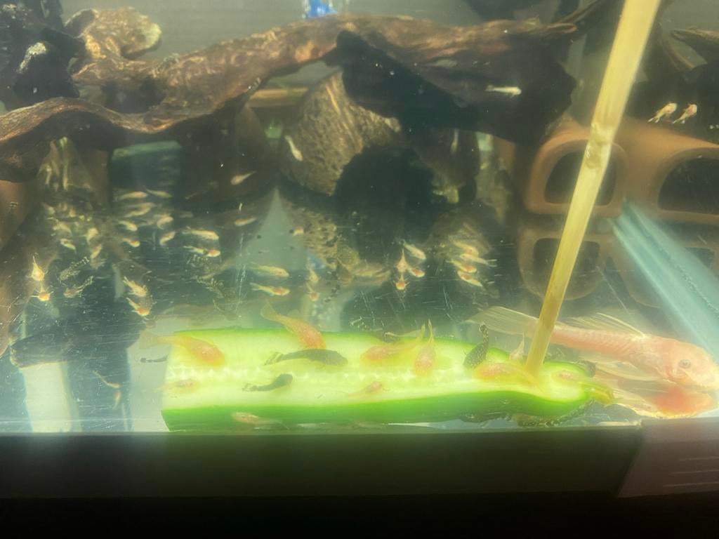 Ancistrus L144 blue Eye Lemen jongen, Ophalen, Zo goed als nieuw, Plant(en), Steen of Hout