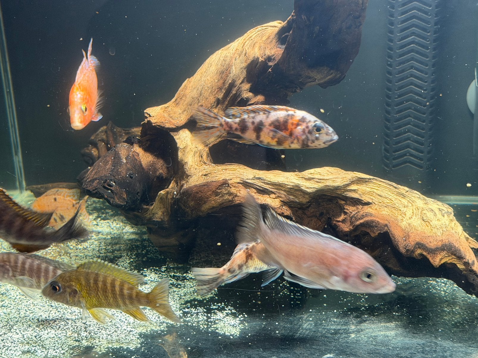 Prachtige groep van 7 Malawi Cichliden Peacock mix, Dieren en Toebehoren, Vis