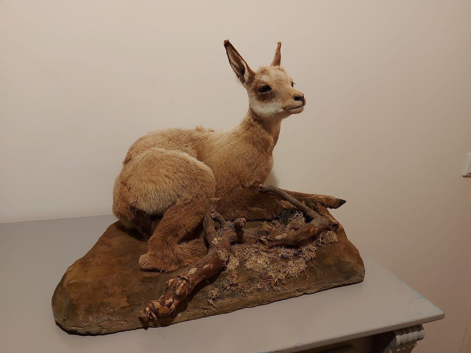 opgezette jonge gems taxidermy schedel jacht gewei hert, Verzamelen, Ophalen, Wild dier, Opgezet dier