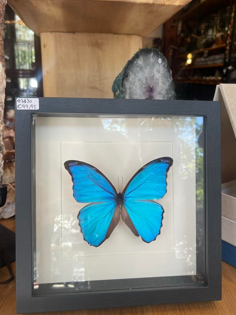 Morpho didius in lijst, Ophalen, Zo goed als nieuw, Opgezet dier