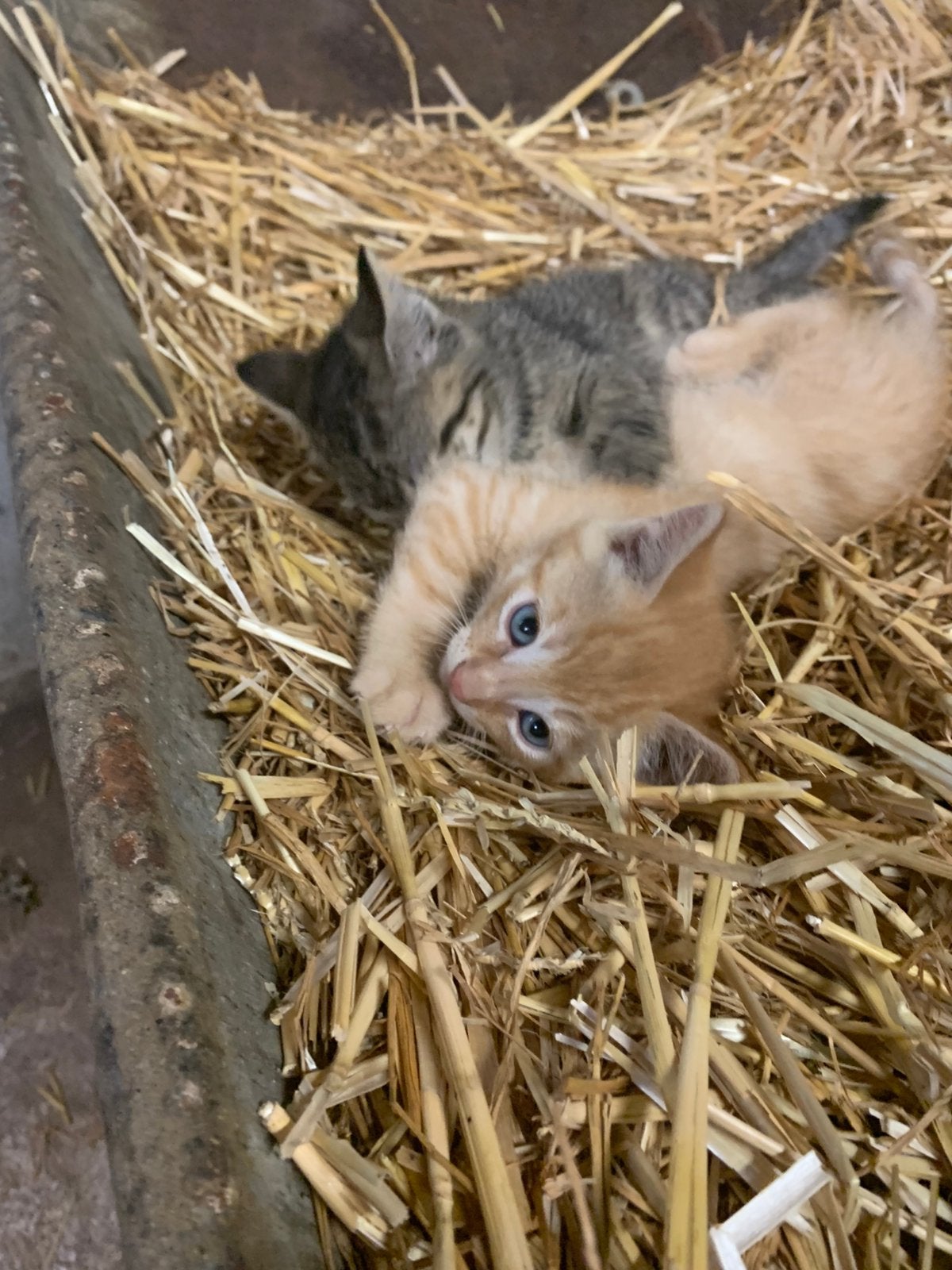 Boerderij kittens -> nog 1 aanwezig, Meerdere dieren, Kortharig, 0 tot 2 jaar