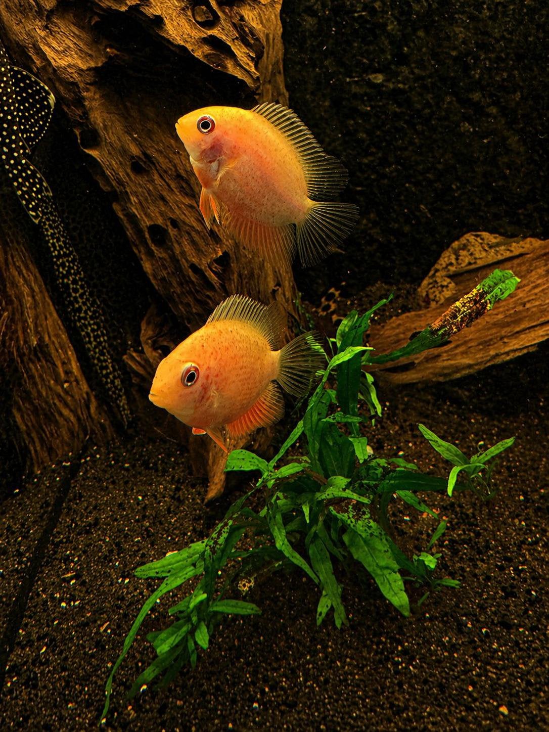 Heros Severum Red Spotted 5-7 cm, Vis, Zoetwatervis