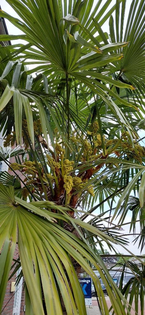 Trachycarpus Fortunei Palmboom verse decoratie takken, Ophalen of Verzenden, Vaste plant, Overige soorten, Volle zon