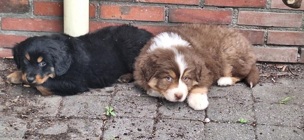 Australian Shepherd x Berner Sennen x Golden retriever pups, Dieren en Toebehoren, Nederland, Meerdere, Meerdere dieren, Fokker | Professioneel
