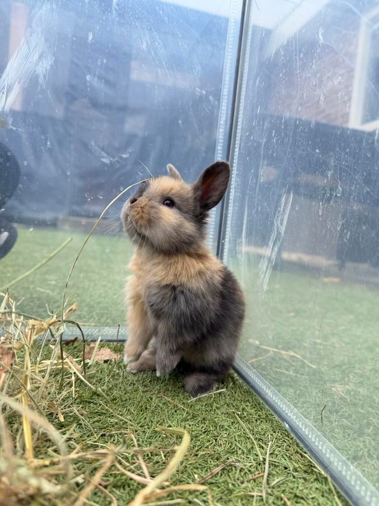 Mini lop hangoor konijntjes, Dieren en Toebehoren, Konijnen, Meerdere dieren, Hangoor