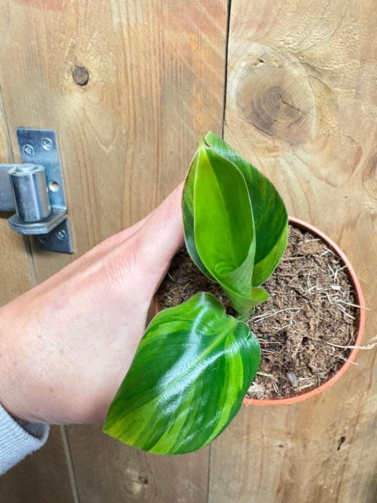 Strelitzia nicolai variegata plant aurea yellow lemon lime, Ophalen of Verzenden, Halfschaduw, Minder dan 100 cm