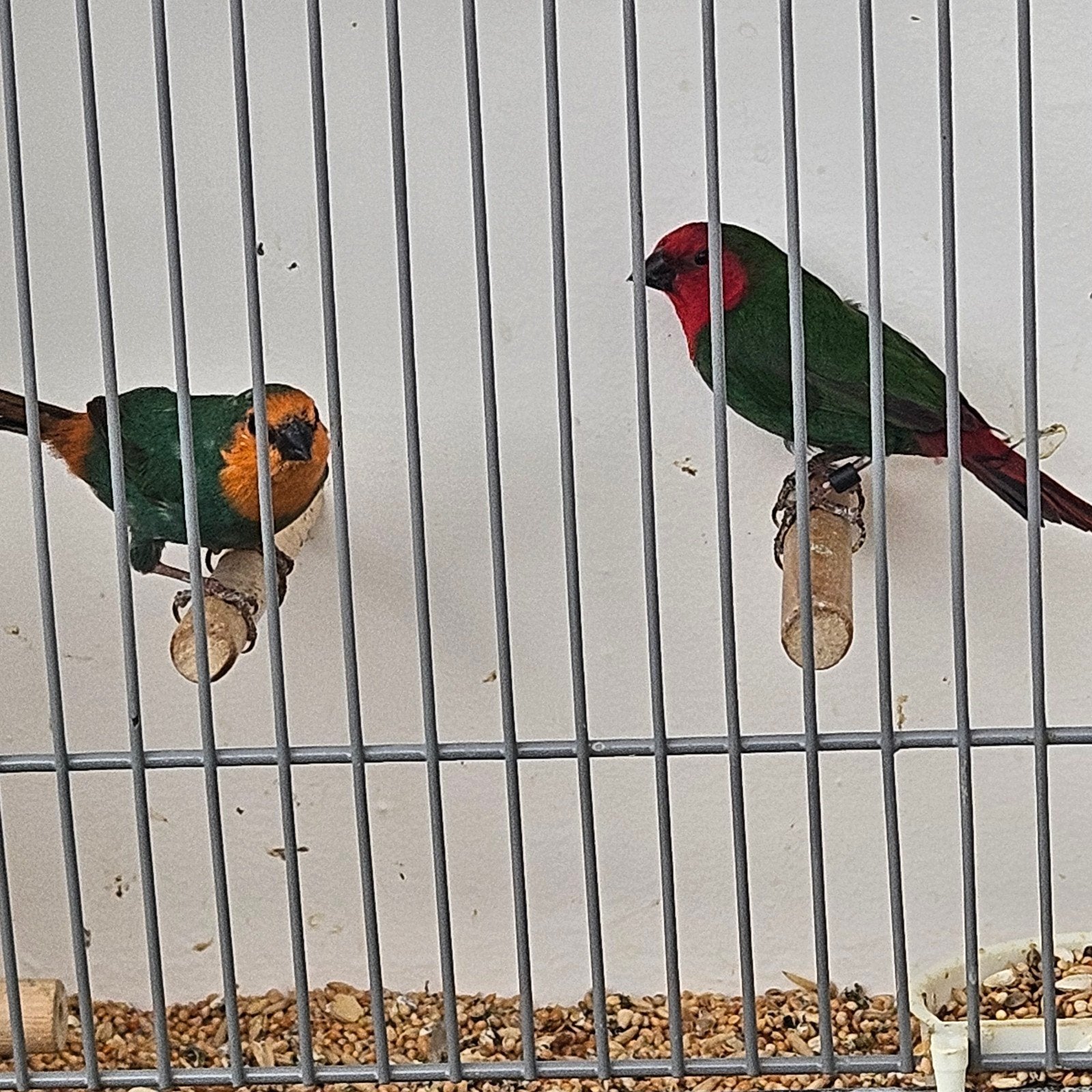 roodkop papegaai amadine wildkleur x zeegroen, Meerdere dieren, Tropenvogel